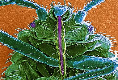 类魂游戏《尘埃异变》免费扩展和主机版12月同步推出